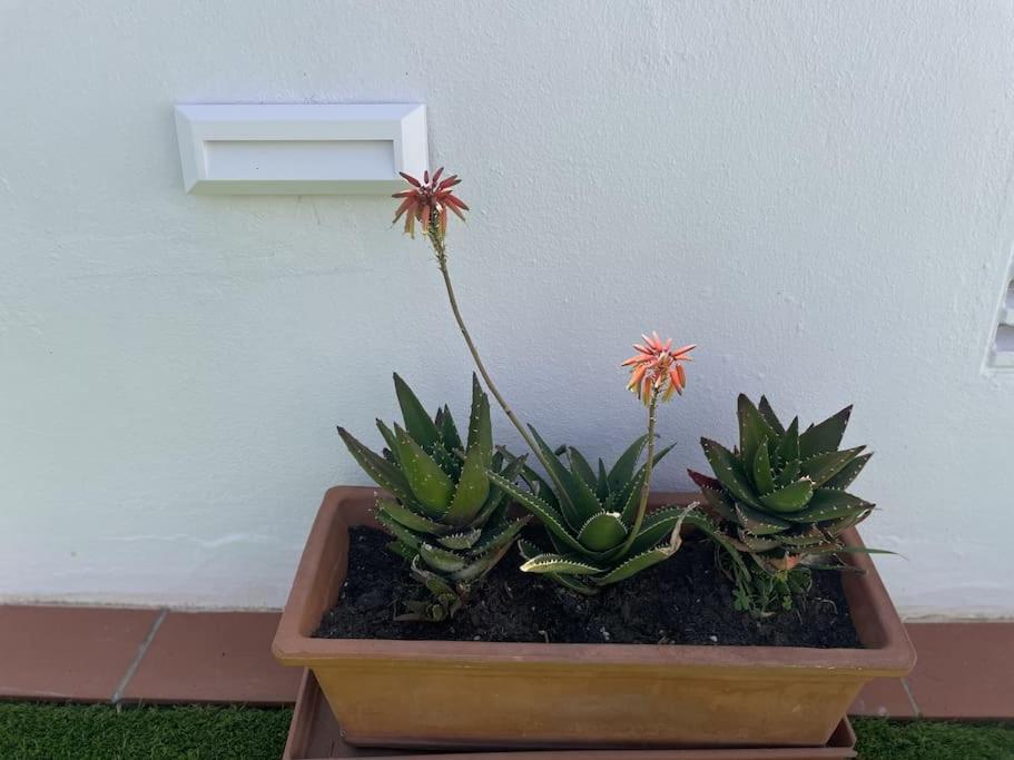 הוילה קוניל דה לה פרונטרה Casa Lola Conil, Azotea Al Mar Y Parking Solo Familias O Parejas מראה חיצוני תמונה